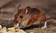 24 Hour & Emergency Exterminators in Lowry, VA